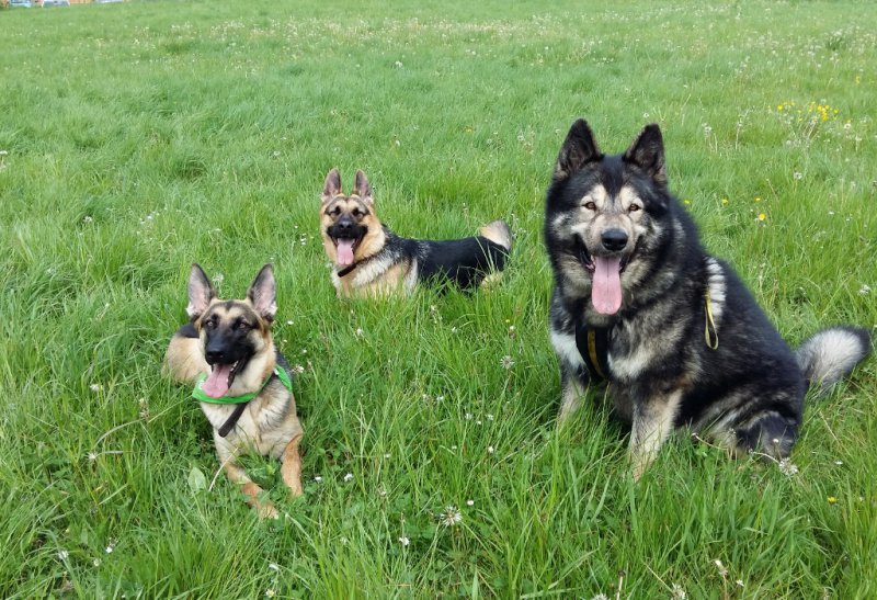 May 2016 094 (1024x701).jpg