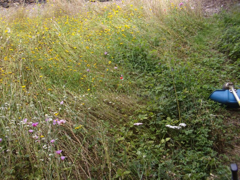 Meadow 17 Aug 21_0001.JPG