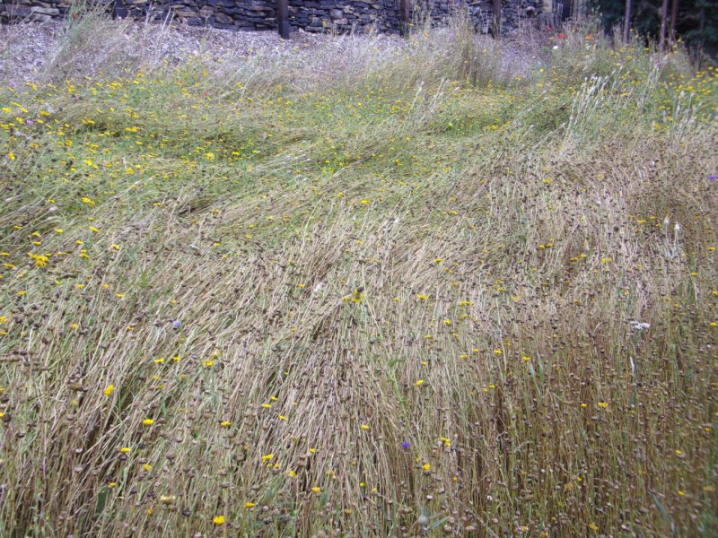 Meadow 17 Aug 21_0003.JPG