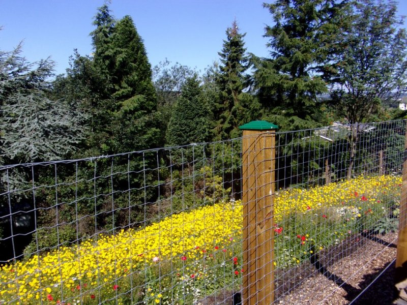 Meadow 2020_0004.JPG