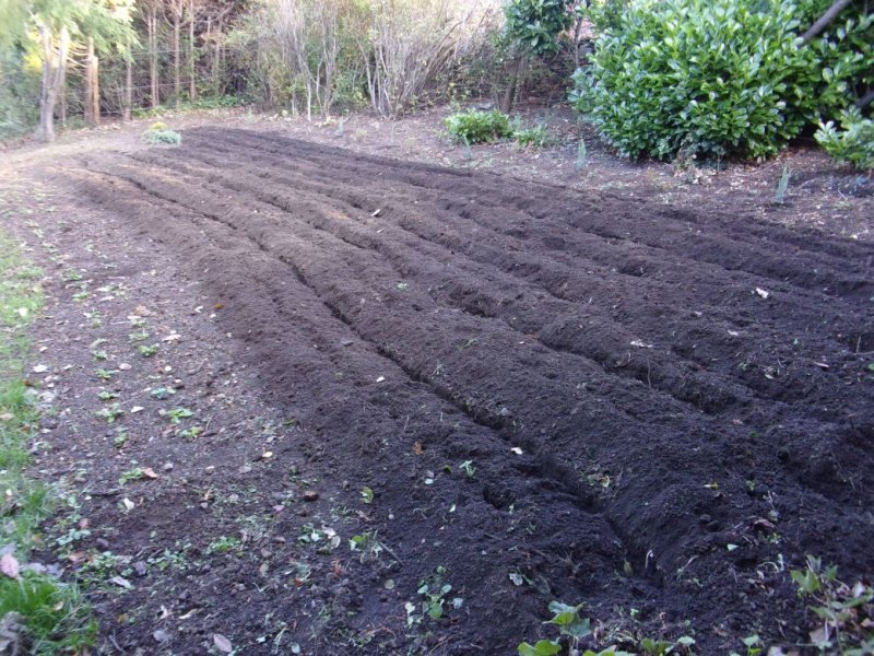 Meadow before._001.JPG