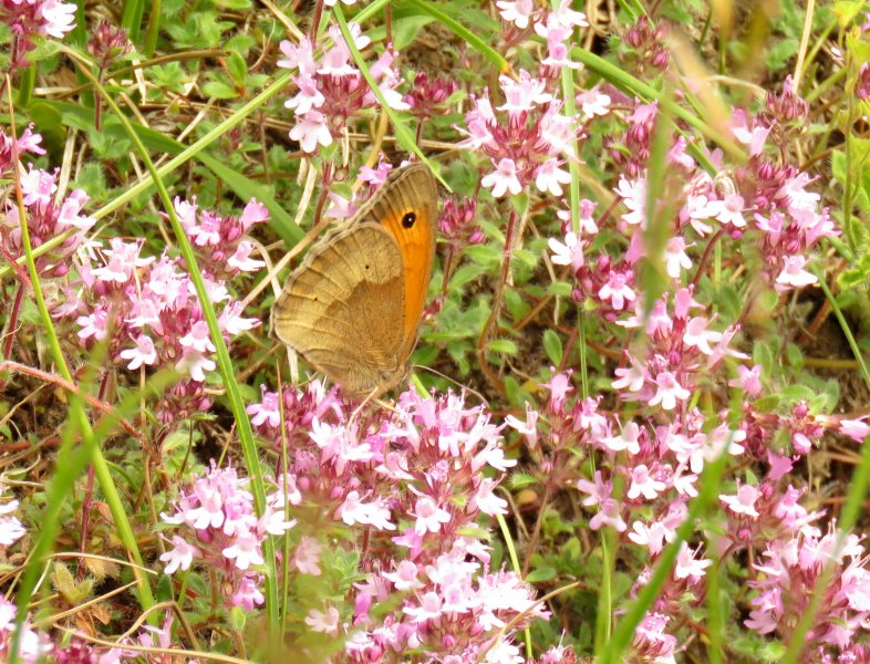 Meadow brown 2.JPG