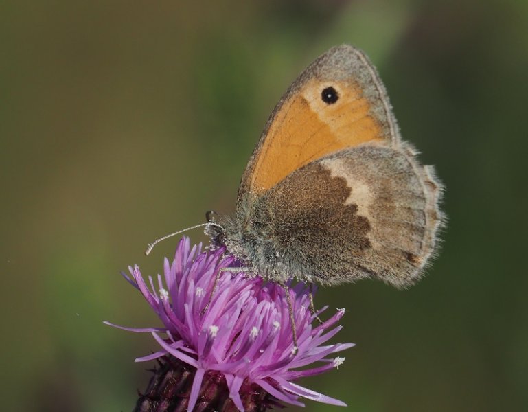 meadow brown 2019 A.jpg