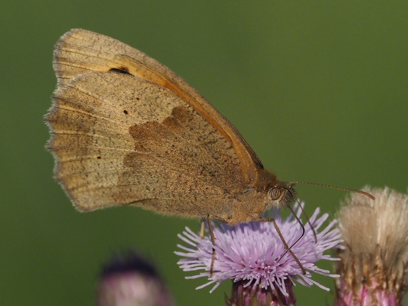 meadow brown 2019 B.jpg