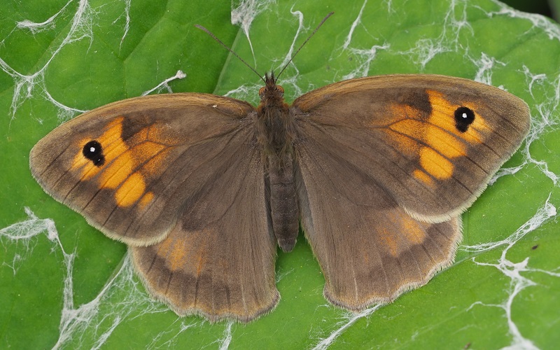 meadow brown 2019D.jpg