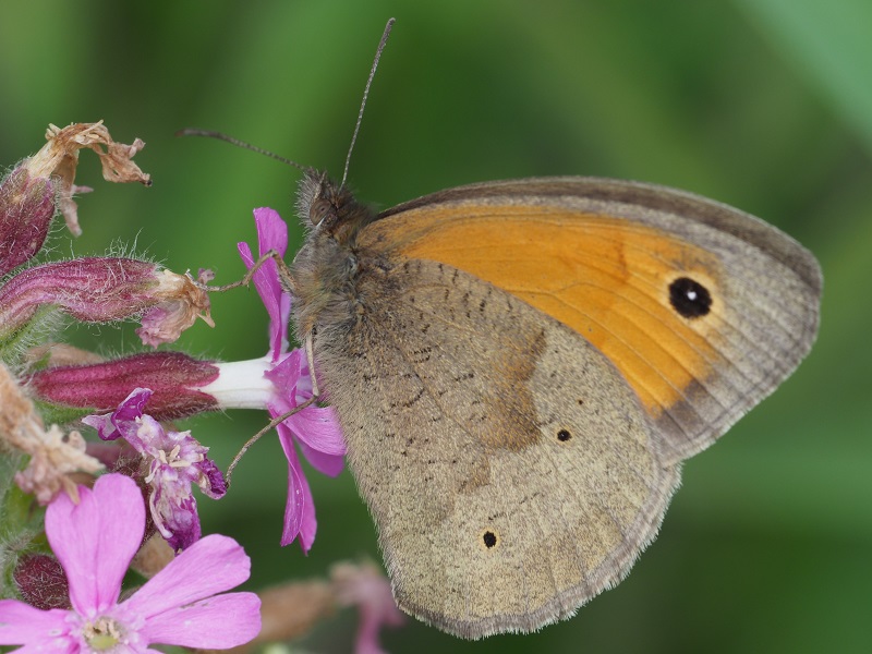 meadow brown 2020A.jpg