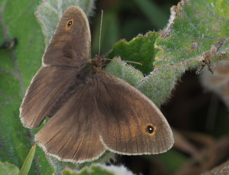 meadow brown 2020B.jpg