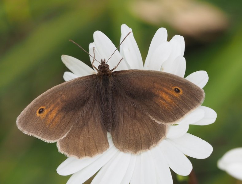 meadow brown 2020C.jpg