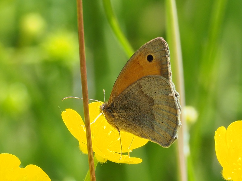 Meadow brown 2021.jpg
