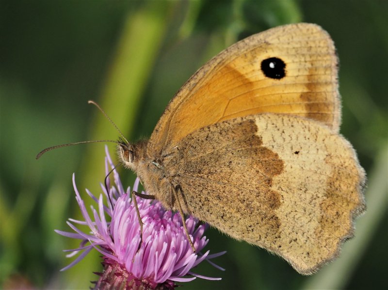 meadow brown E 2019.jpg