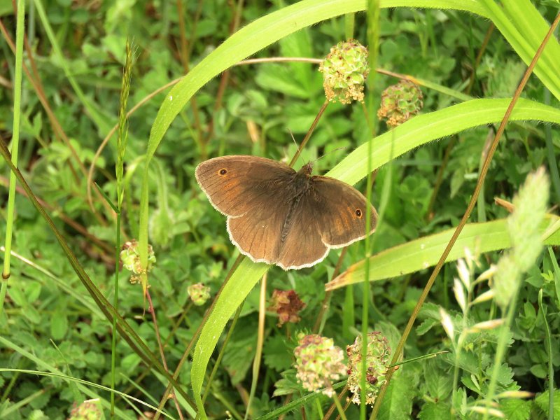 meadow brown.jpg