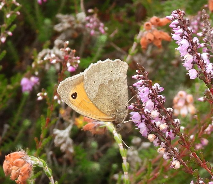 Meadow Brown.JPG