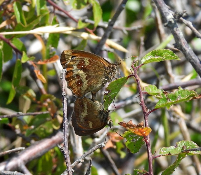 meadow brown mating.JPG