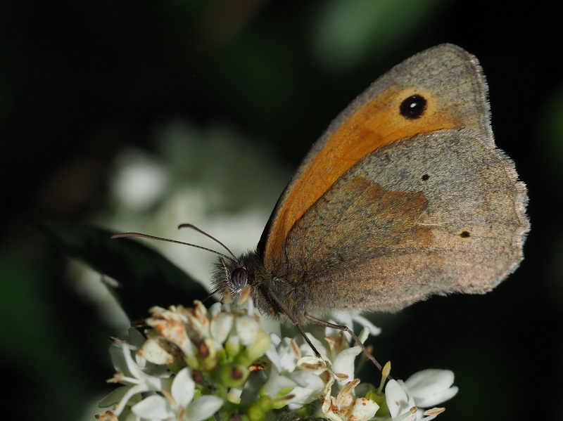meadow brown2.jpg