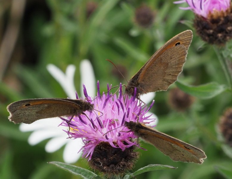meadow browns 2020D.jpg