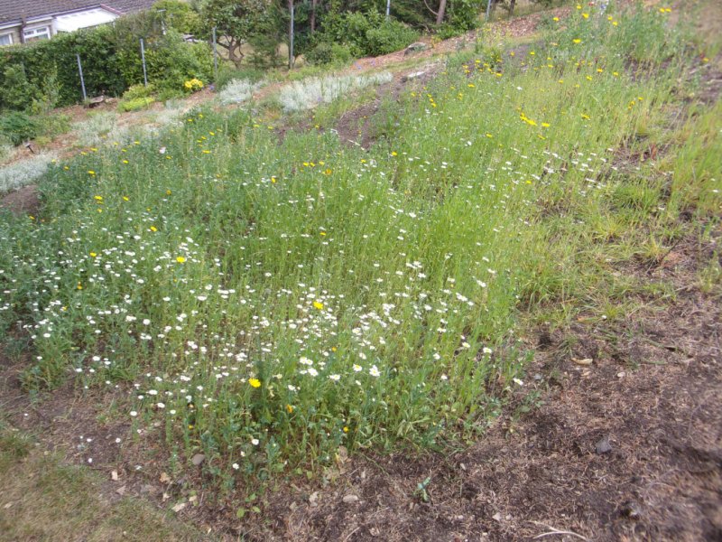 Meadow June 2022_0001.JPG