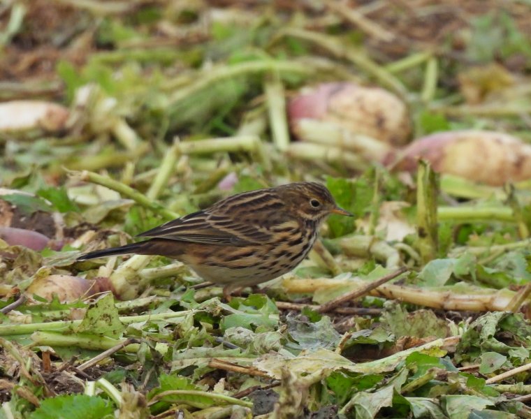 Meadow pipit.JPG