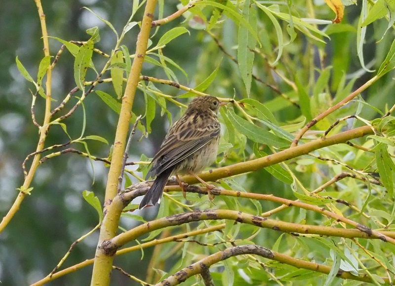 meadow pippit 2019.jpg