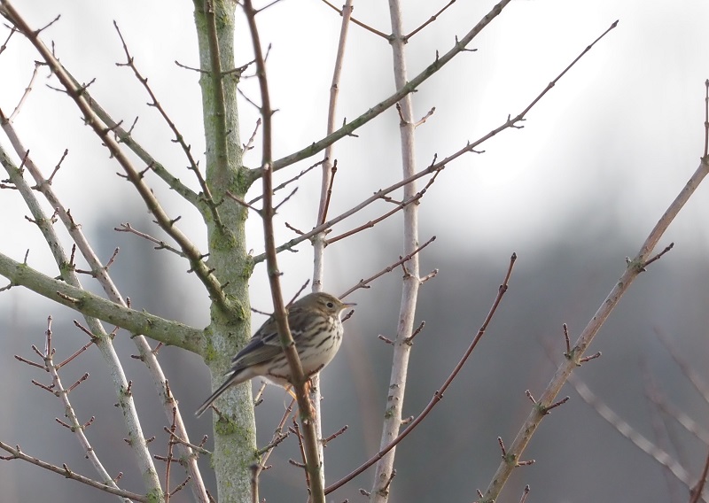 meadow pippits2021A.jpg