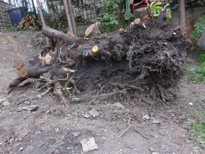 Meadow project (3).JPG