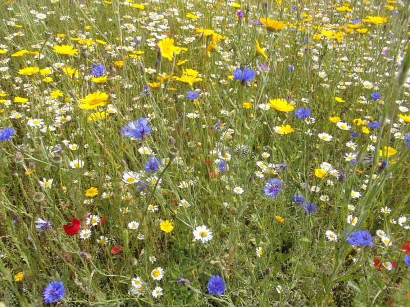 Meadow work._520.JPG