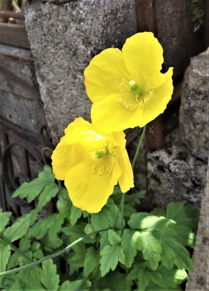 Meconopsis cambrica.jpg