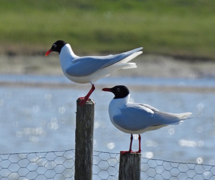 Med Gulls 2.JPG