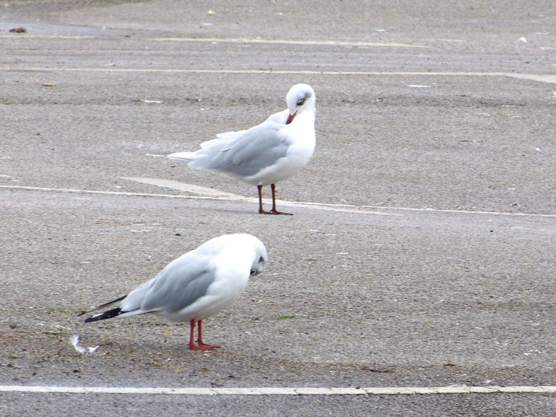 med gulls.JPG