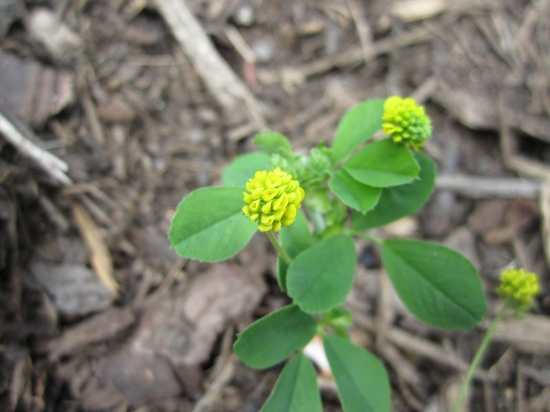 MEDICAGO  LUPULINA 10-07-2011 15-58-46.JPG