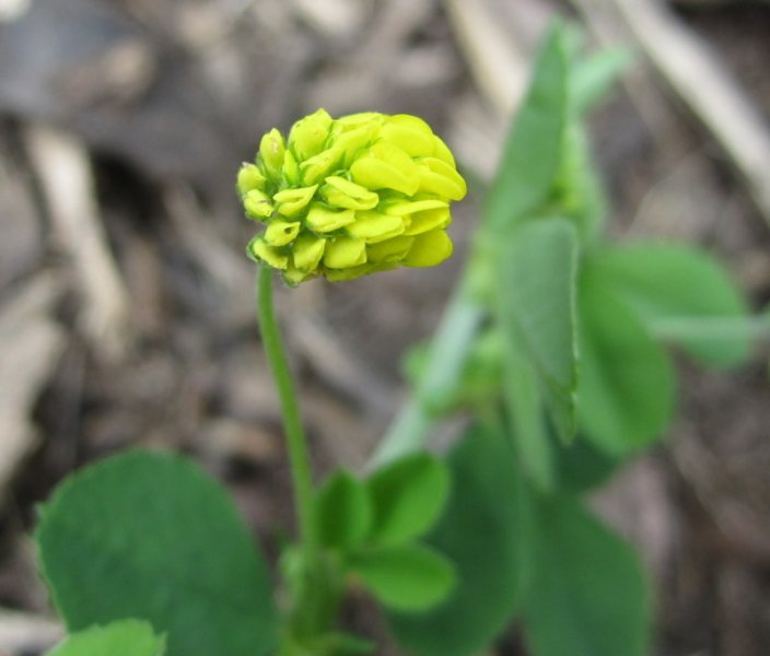 MEDICAGO  LUPULINA 10-07-2011 15-58-53.JPG