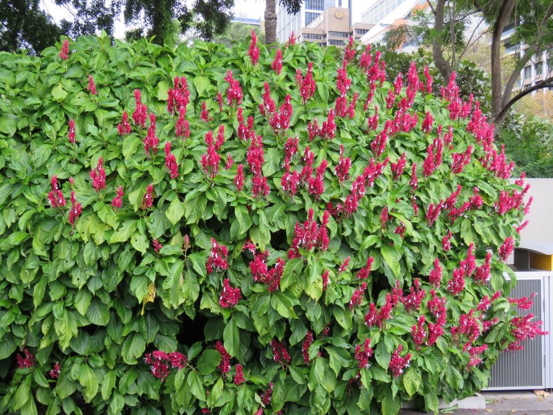 Megaspekamsa eruthrochlamys.JPG