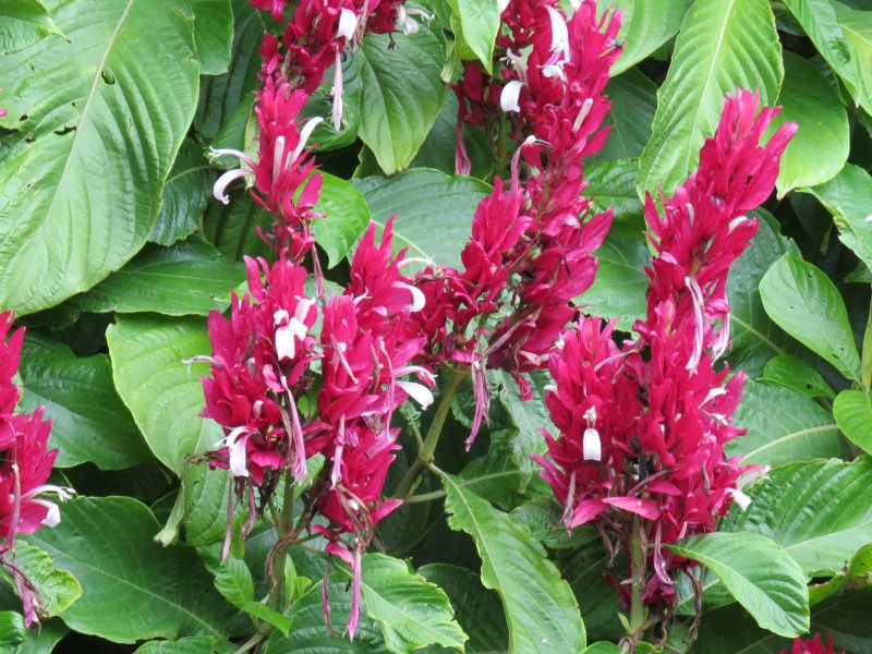 Megaspekasma erythrochlamys.JPG