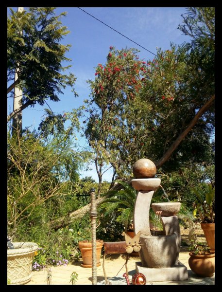 Mekaleuca 17 Mar 21.jpg