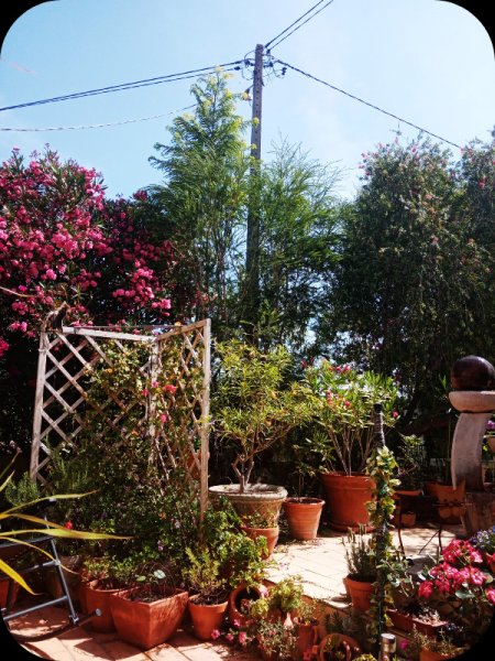 Melaleuca 11 Jun 24.jpg