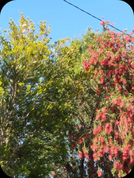 Melaleuca 12 May 25.jpg