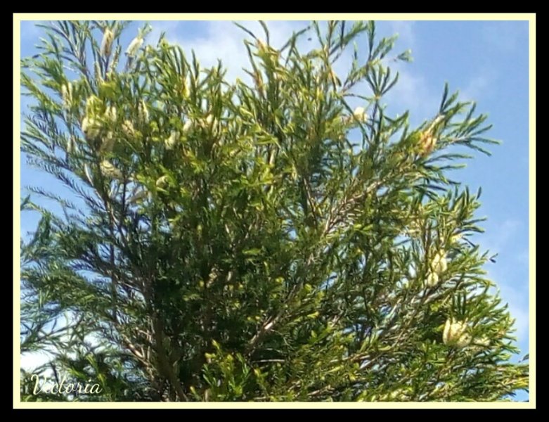 Melaleuca 26 Apr 20.jpg