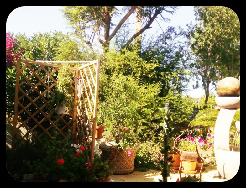 Melaleuca 5 Jun(1).jpg