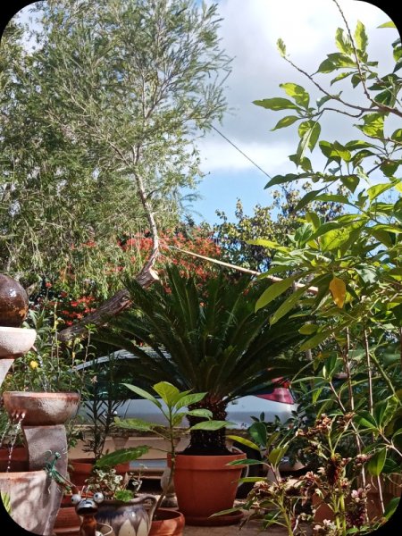 Melaleuca 5 Nov 23.jpg