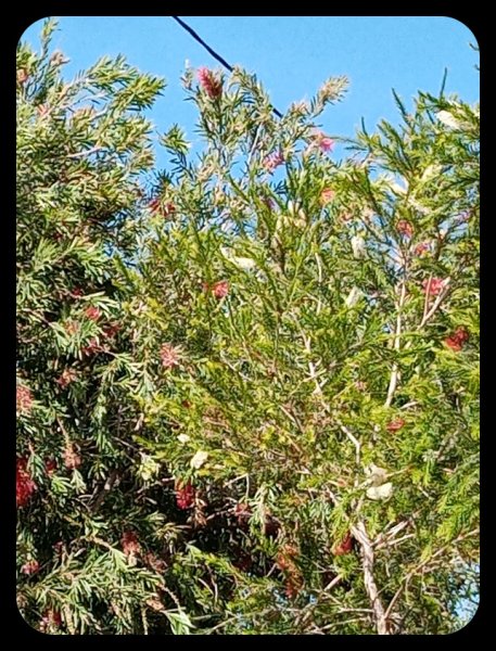 Melaleuca and Calistemon.jpg