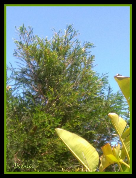 Melaleuca Apr 20.jpg