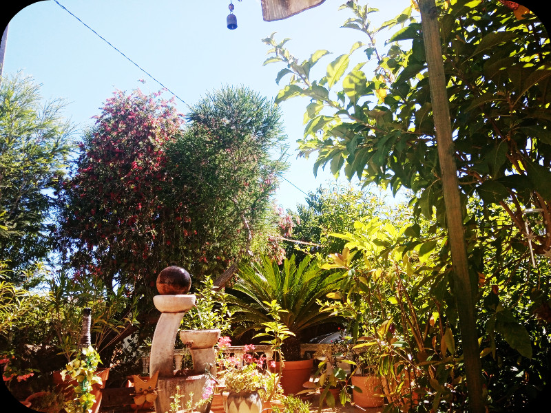 Melaleuca Before 8 May 24.jpg