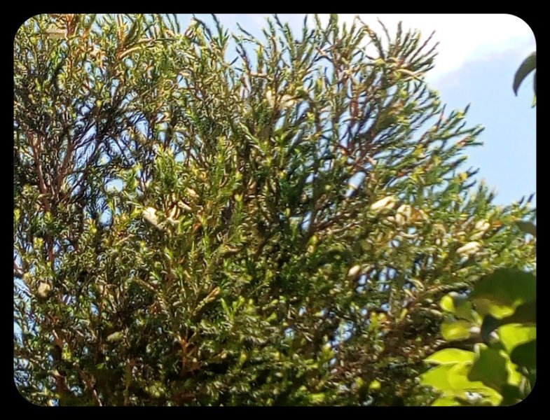Melaleuca Bloom.jpg