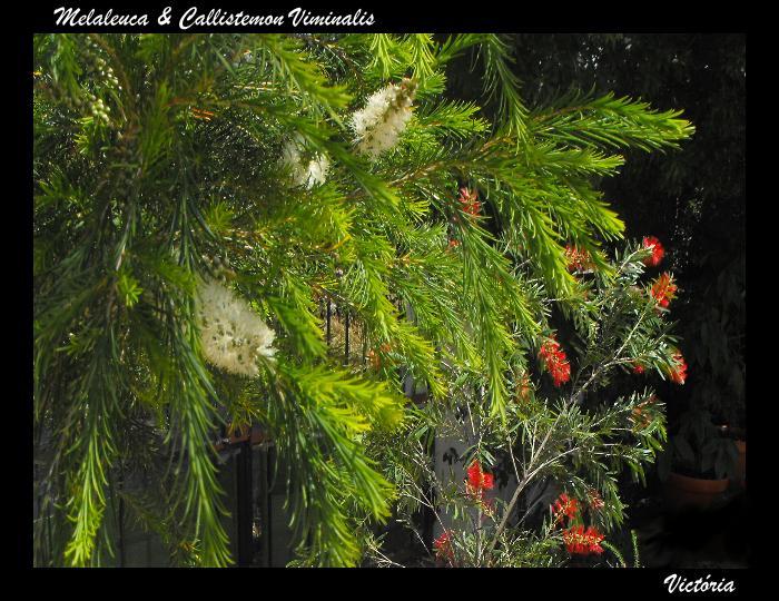 Melaleuca & Callistemon 6 Apr 09.JPG