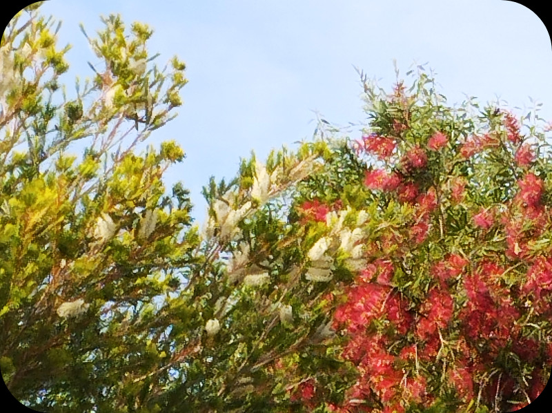 Melaleuca & Callistemon18 May 25.jpg
