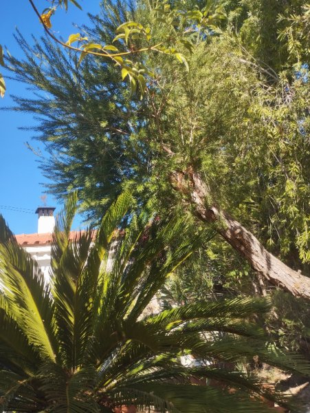 Melaleuca & Cy 30 Se 25.jpg