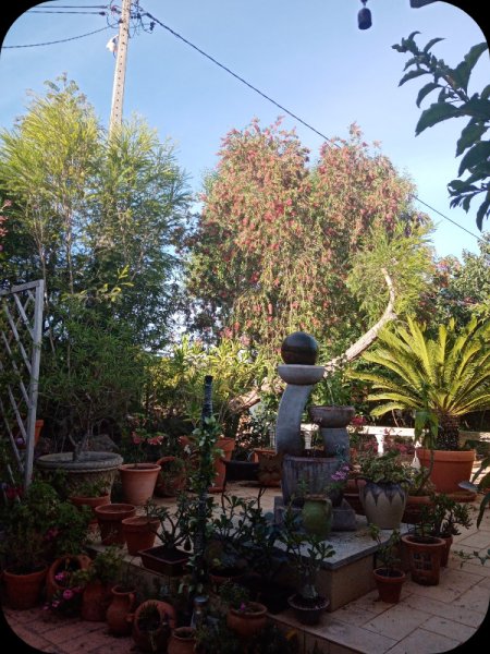 Melaleuca Gone2 9 May.jpg