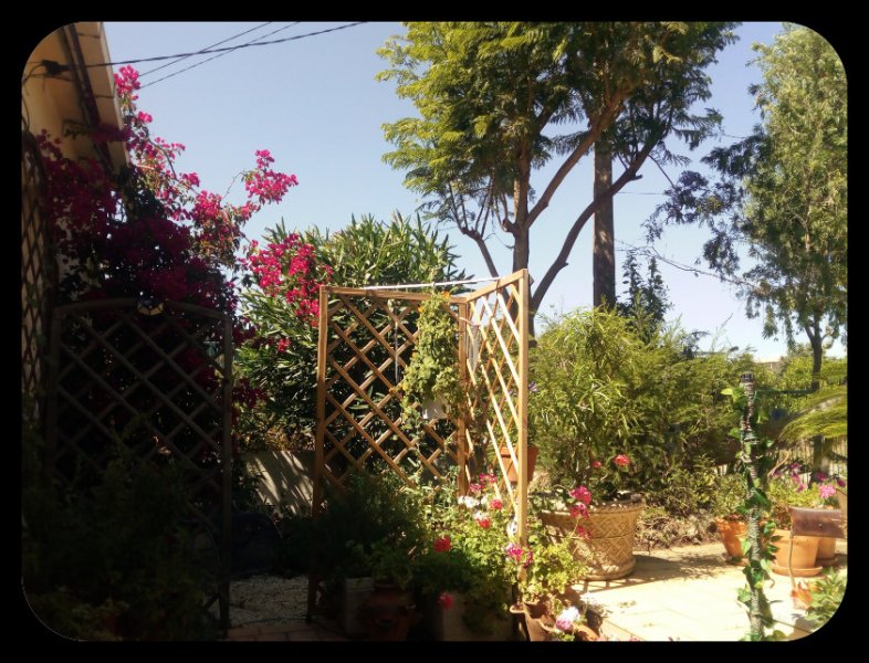 Melaleuca Hedge3 5 Jun.jpg