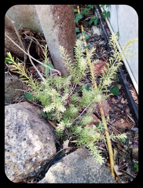 Melaleuca seedling 29 Jun.jpg