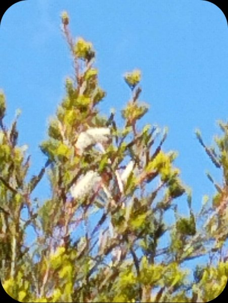 Melaleuca1 11 May 25.jpg