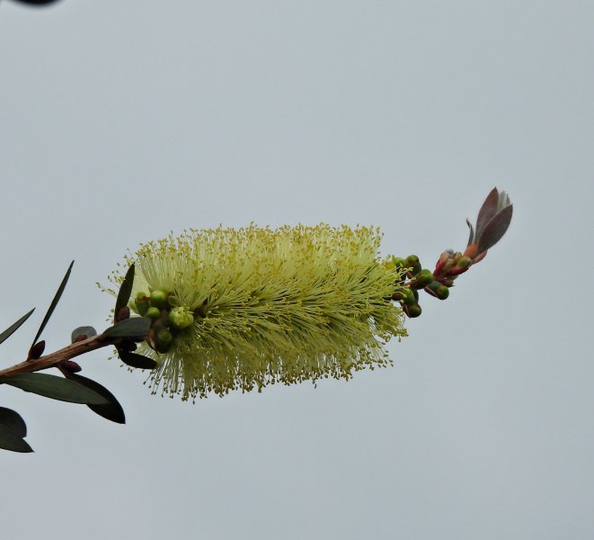 Mellaleuca.JPG